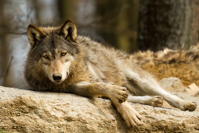 Wolf lying on a rock