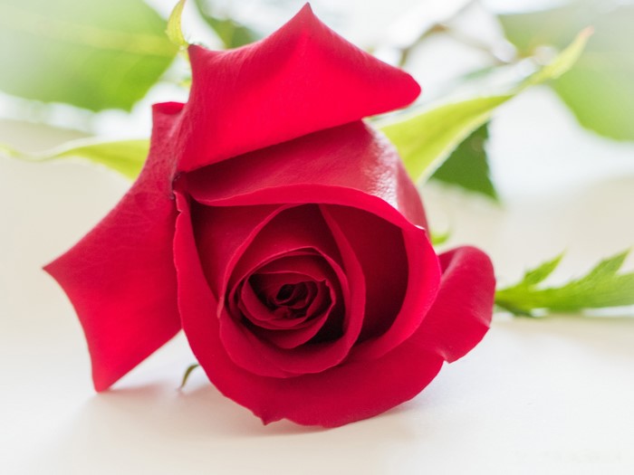 Red Rose Closeup