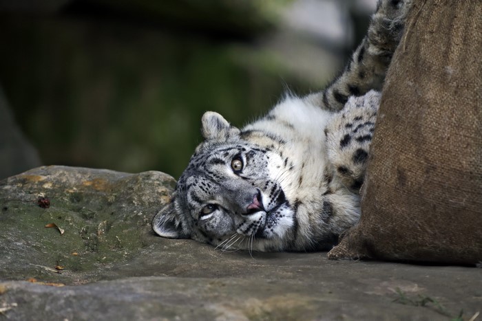 Snow leopard resting on rocks near a burlap sack