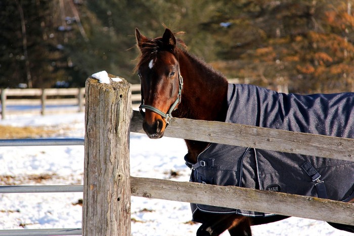 Brown horse wearing a blanket in a snowy pen