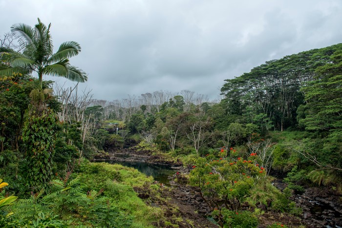 Volcanoes National Park Hawaii Tropical Lake