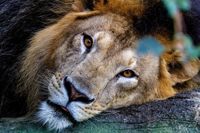 Close-up of a lion's face