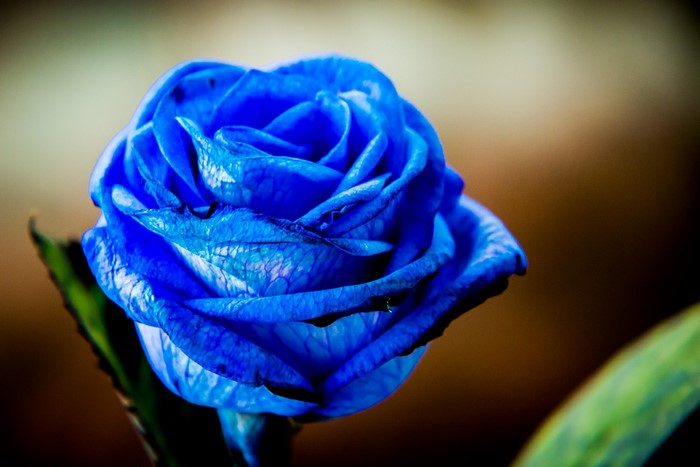 Blue rose close-up