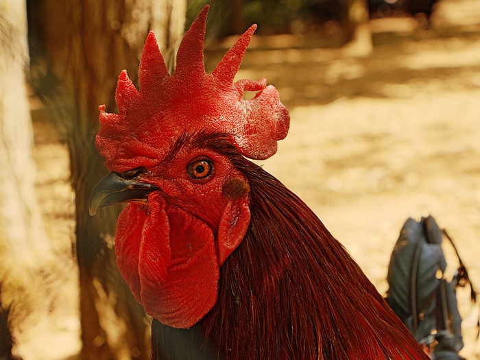 Close-up of a rooster's head with red comb