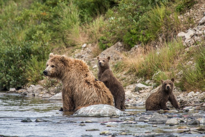 Brown Bears and Cubs in Water