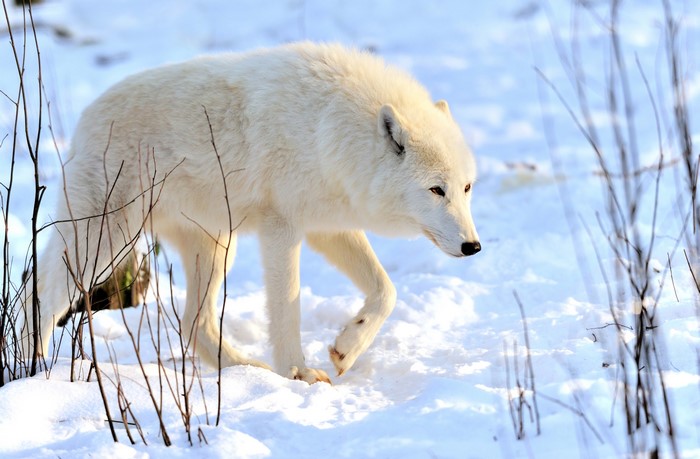 White Wolf in Snowy Forest