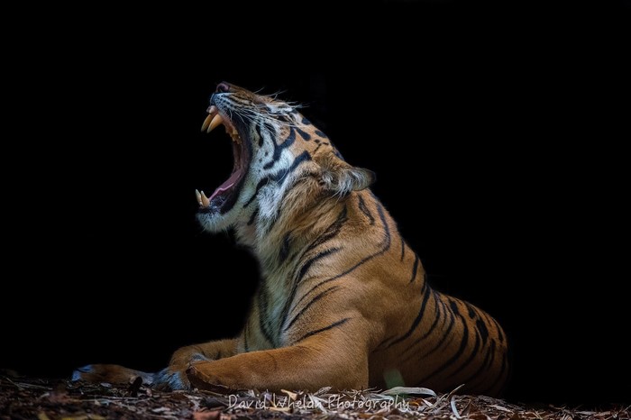 Tiger yawning with sharp fangs on black background