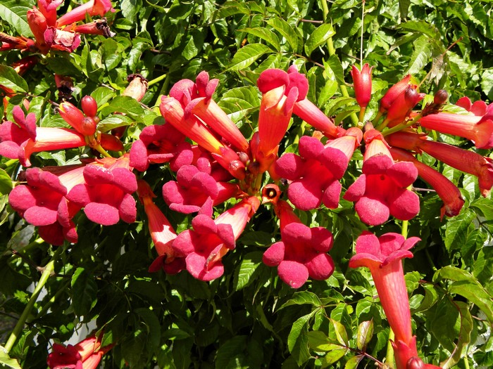 Trumpet Vine Flowers