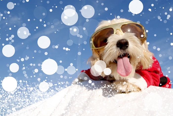 Dog wearing sunglasses and Christmas outfit in snow