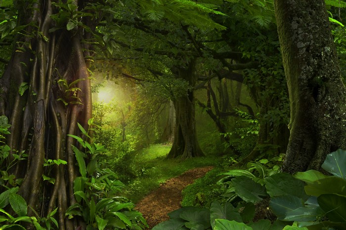 Jungle path with sun rays filtering through trees
