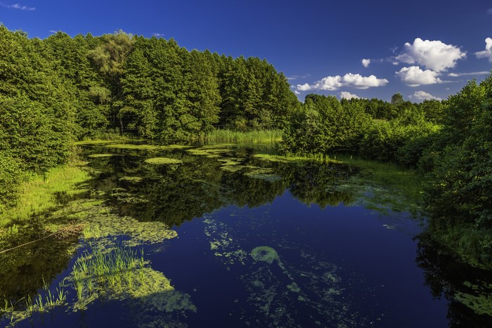 Forest and lake in Poltava, Ukraine