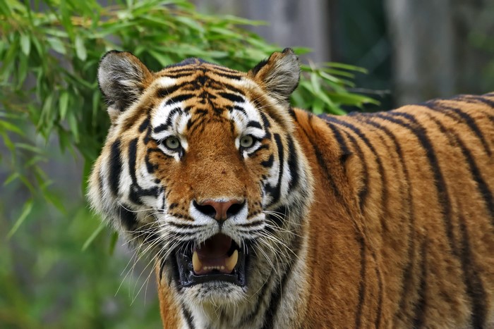 4K Close-Up of a Siberian Tiger's Fierce Glance