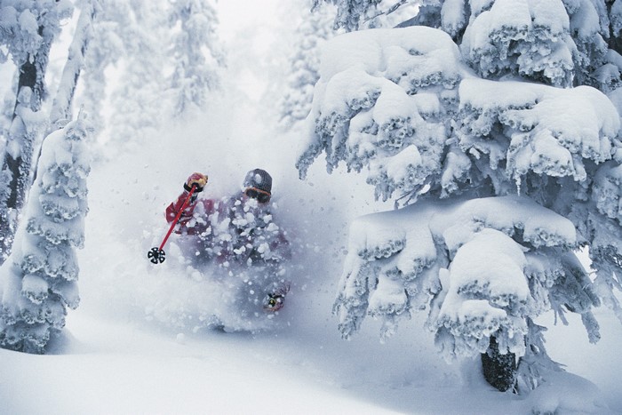 Skier in a snowy forest