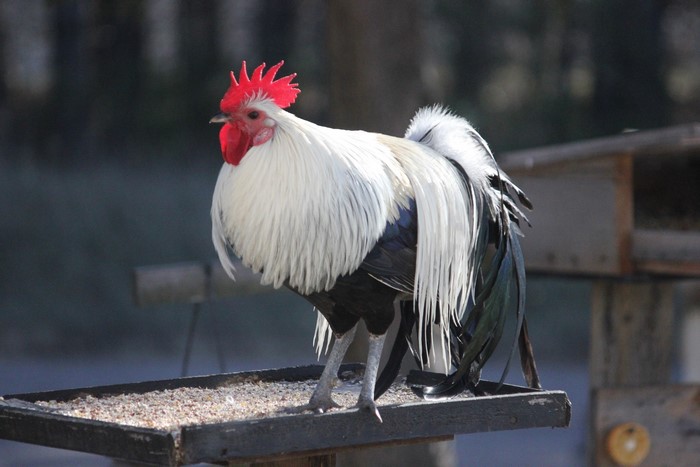 Rooster with white and black feathers standing on a feeder