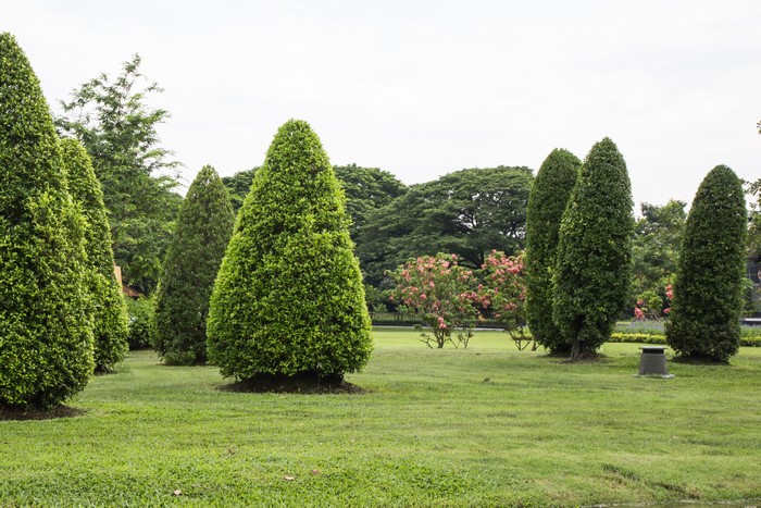 Topiary trees in Suan Luang Rama IX public park, Thailand