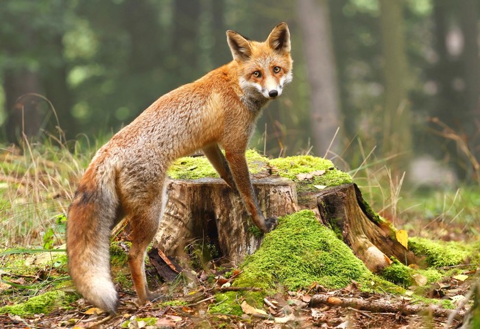 Fox on a mossy tree stump in a forest