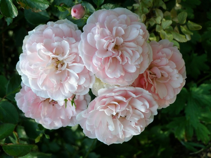 Cluster of Pink Roses in Bloom