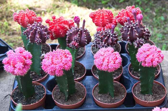 Assortment of colorful grafted Moon Cactus plants