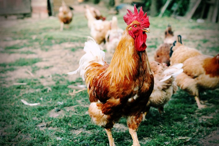 Rooster and chickens in a grassy yard