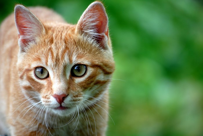 Orange tabby cat with green eyes