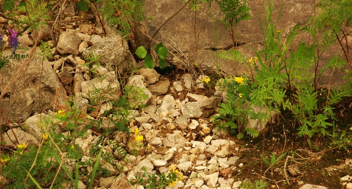 Stones and green plants with yellow flowers