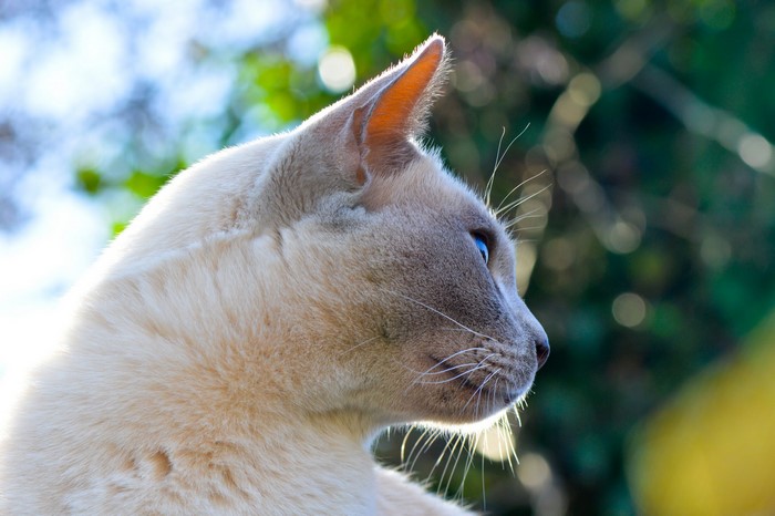 Siamese cat with blue eyes looking to the right