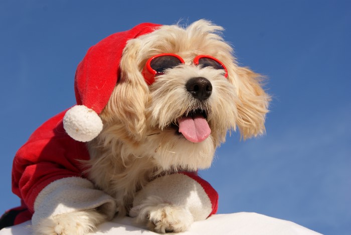 Dog in Santa hat and heart sunglasses