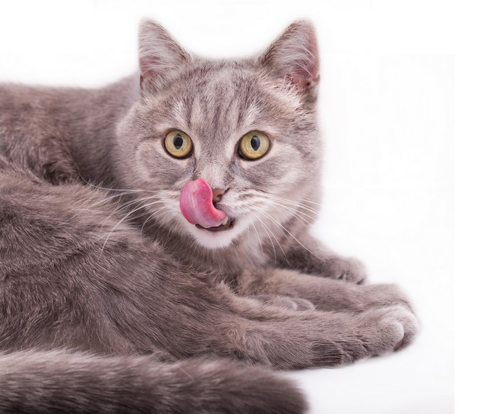 Gray cat with tongue out on white background