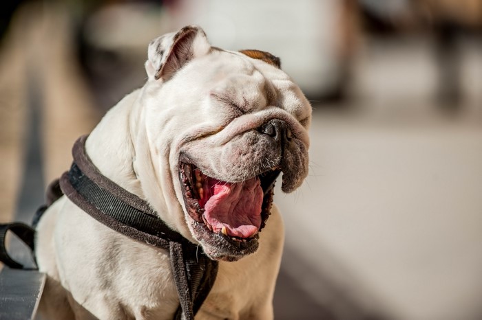 White Bulldog Yawning with Tongue Out