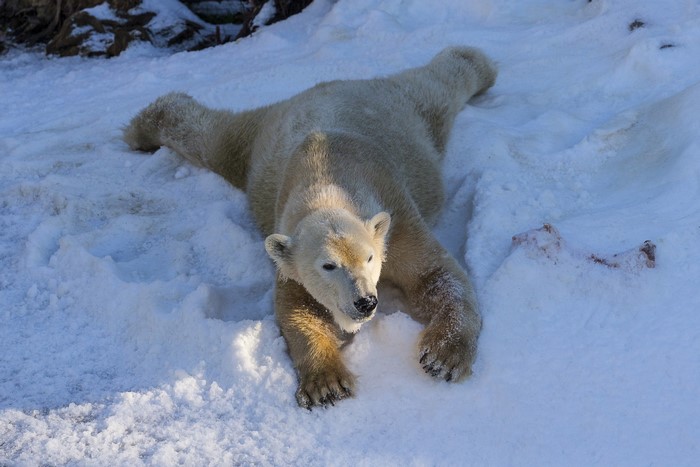 Polar bear lying in the snow