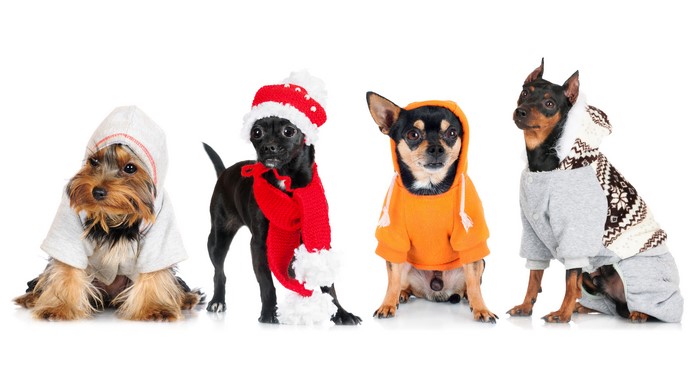 Four dogs in winter clothes on a white background