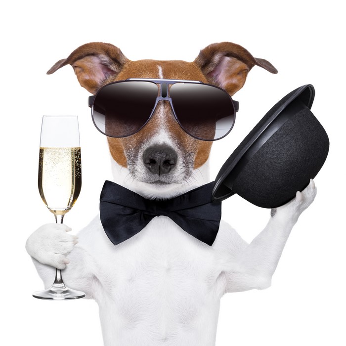 Jack Russell terrier with champagne and hat