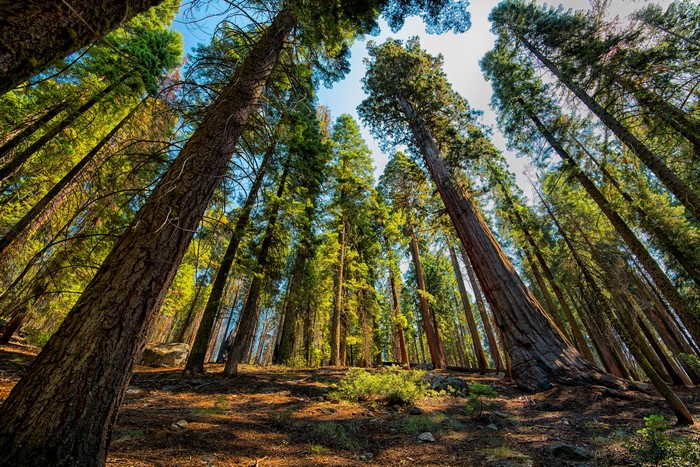 Giant Sequoia Trees in Sequoia and Kings National Park