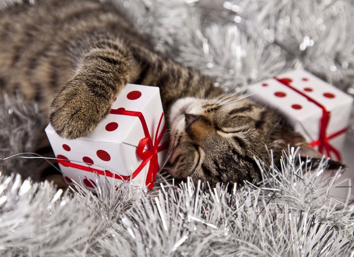 Cat Sleeping with Christmas Gifts