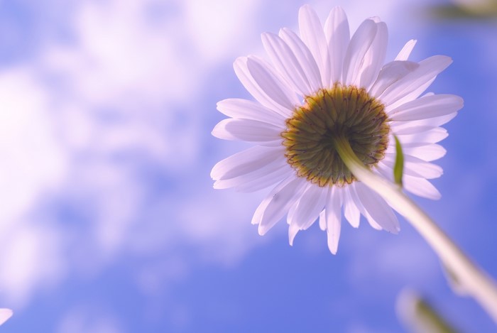 Daisy flower bottom view against blue sky