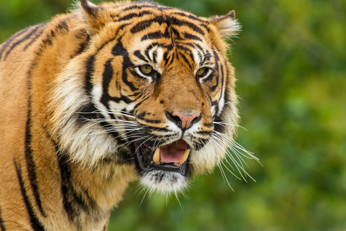 Sumatran Tiger with Open Mouth