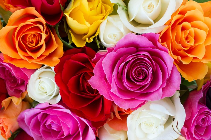 4K Roses Closeup