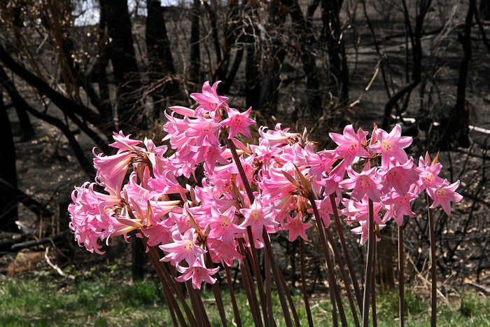 Pink Amaryllis flowers blooming after a fire