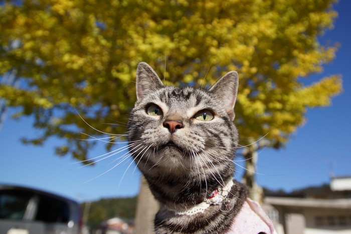 Cat with Whiskers and Collar