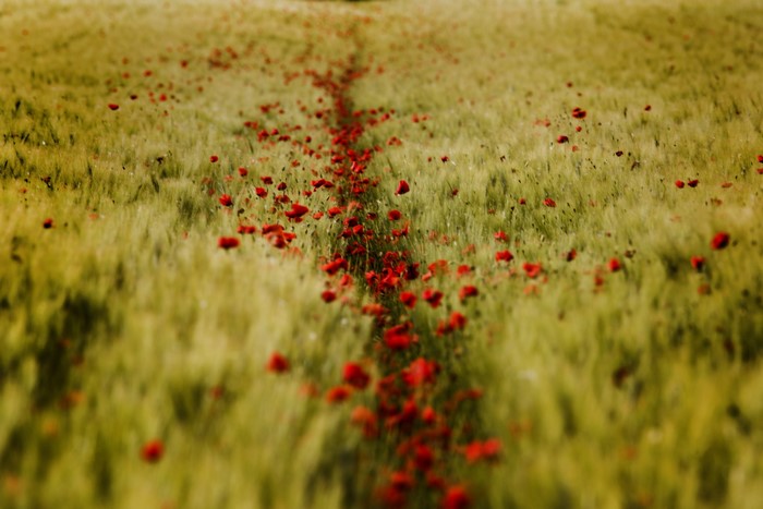A path of red poppies in a wheat field