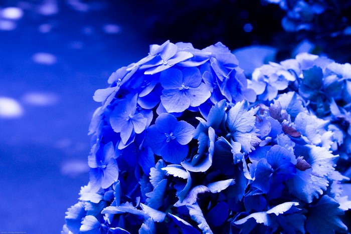 Blue Hydrangea Flowers Close-up