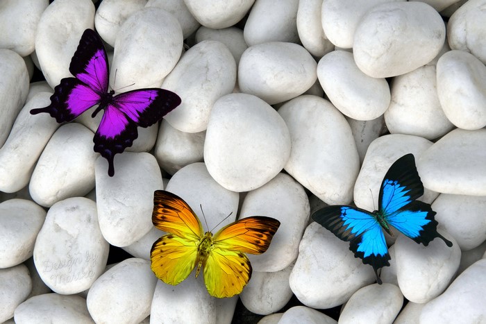 Three Butterflies on White Stones