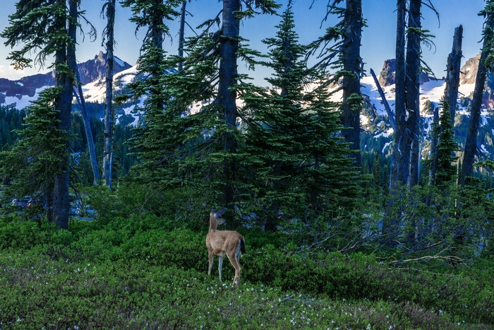 Deer in Mount Rainier National Park, Washington