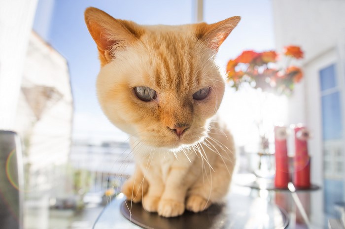 Close-up of a ginger cat sitting by a window