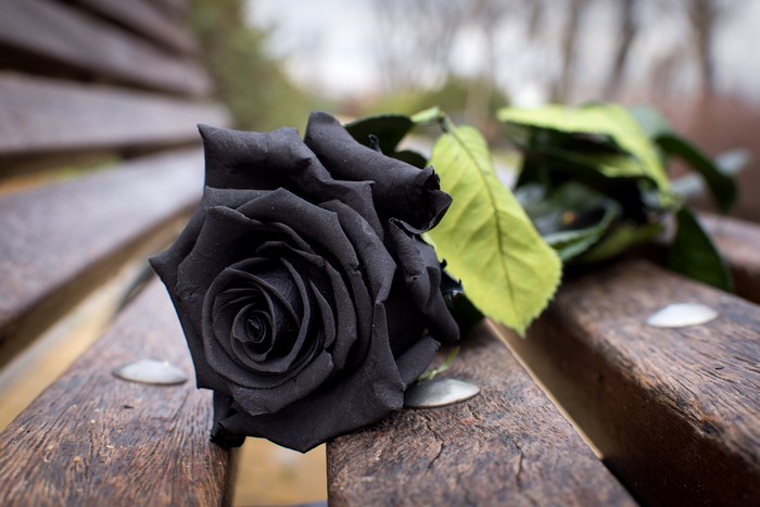 Black rose on a wooden bench