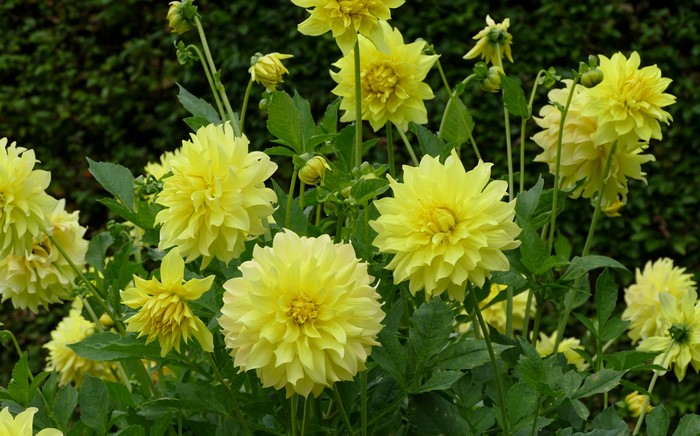 Yellow Dahlias in Bloom