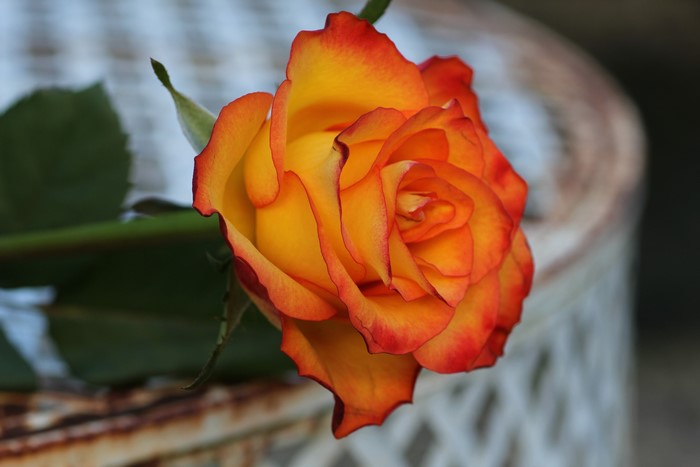 Close-up of a bi-colored orange and yellow rose