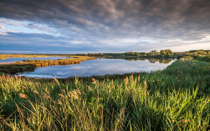 Marshland with reeds and calm water under cloudy sky