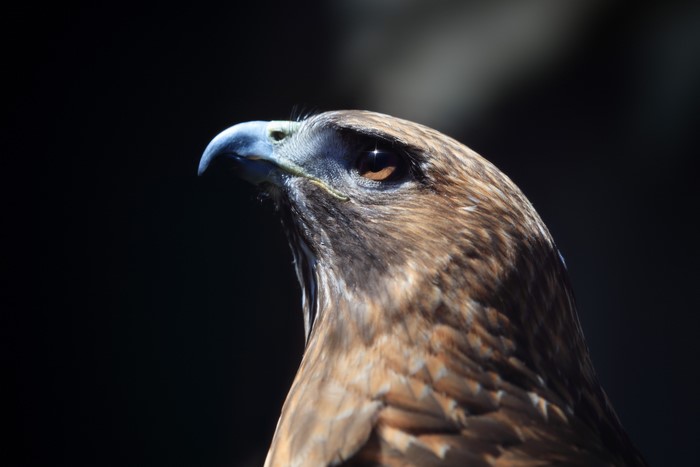 Close-up of a hawk's head and beak