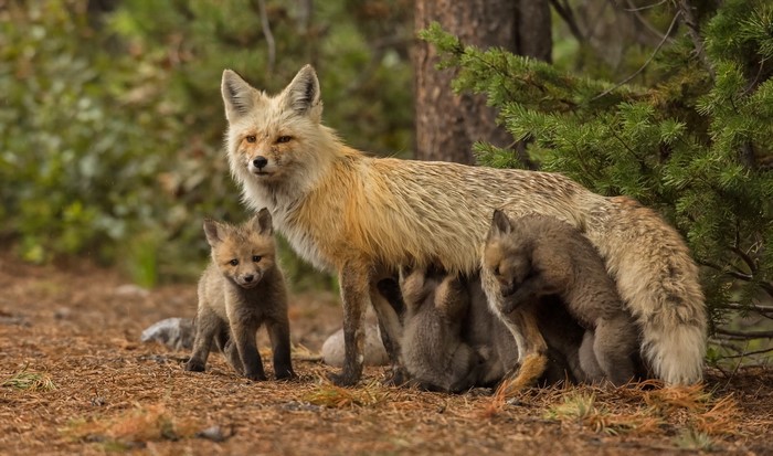 Mother Fox Nursing Cubs in Forest